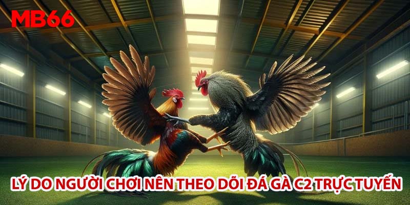 Lý do người chơi nên theo dõi đá gà C2 trực tuyến