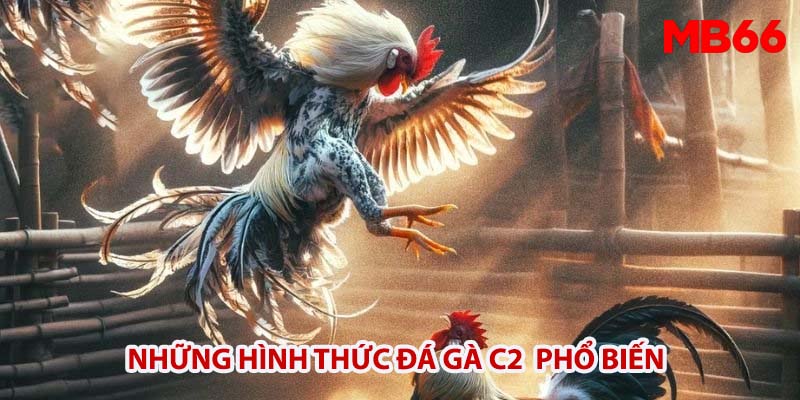 Những hình thức đá gà C2 phổ biến